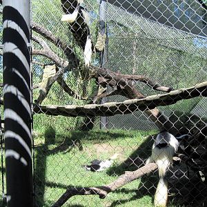 Gorilla Forest-Colobus Monkeys
