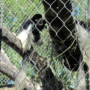 Gorilla Forest-Colobus Monkeys