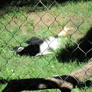 Gorilla Forest-Colobus Monkey