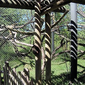 Gorilla Forest-De Brazza's Monkey/Colobus Monkeys Exhibit
