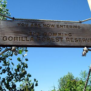 Gorilla Forest-Signage