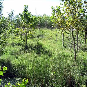 Gorilla Forest-Saddle-Billed Stork Exhibit