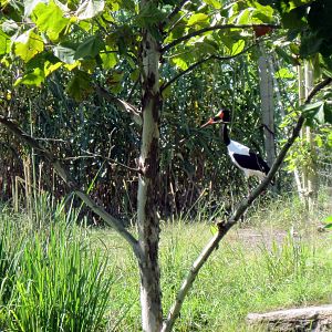 Gorilla Forest-Saddle-Billed Stork