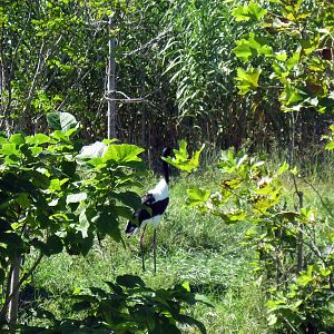 Gorilla Forest-Saddle-Billed Stork