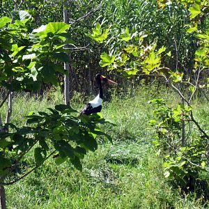 Gorilla Forest-Saddle-Billed Stork