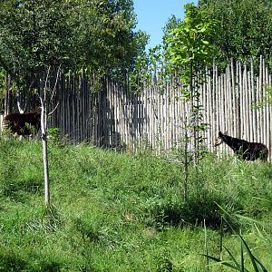 Gorilla Forest-Okapis