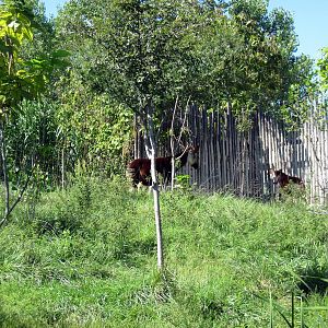 Gorilla Forest-Okapis