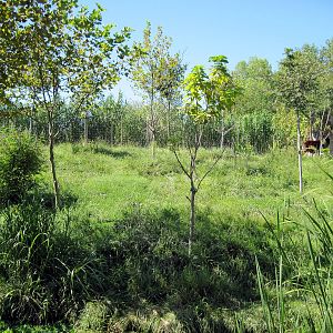 Gorilla Forest-Okapi Exhibit
