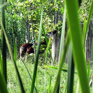 Gorilla Forest-Okapi