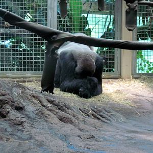 Gorilla Forest-Eastern Gorilla