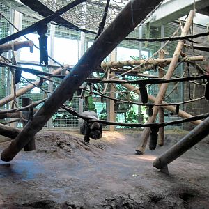 Gorilla Forest-Eastern Gorilla Exhibit