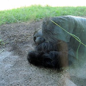 Gorilla Forest-Eastern Gorilla