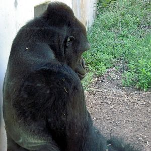 Gorilla Forest-Eastern Gorilla