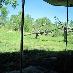 Gorilla Forest-Western Gorilla Exhibit