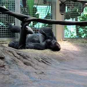 Gorilla Forest-Eastern Gorilla