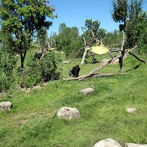Gorilla Forest-Eastern Gorilla Exhibit