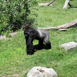 Gorilla Forest-Eastern Gorilla