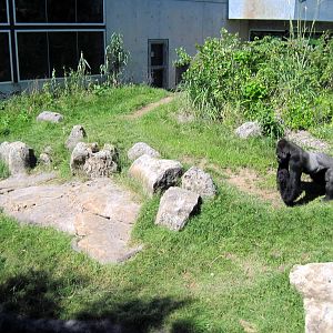 Gorilla Forest-Eastern Gorilla