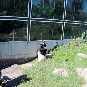 Gorilla Forest-Eastern Gorilla