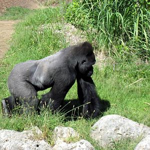 Gorilla Forest-Eastern Gorilla