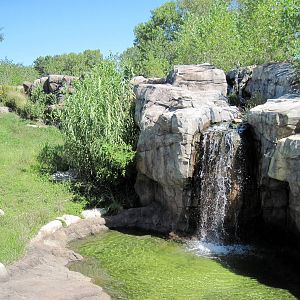 Gorilla Forest-Eastern Gorilla Exhibit