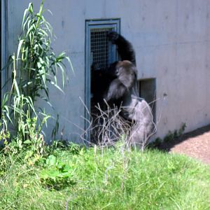 Gorilla Forest-Eastern Gorilla