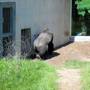 Gorilla Forest-Eastern Gorilla