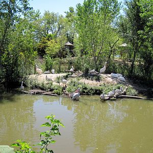 Gorilla Forest-Pink-backed Pelican/White Pelican Exhibit