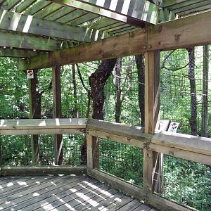 White-Handed Gibbon Exhibit