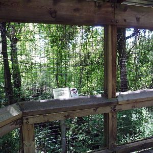 White-Handed Gibbon Exhibit