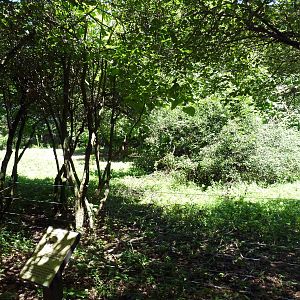 Przewalski's Wild Horse Exhibit