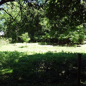 Przewalski's Wild Horse Exhibit