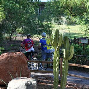 cyclists at cheetah exhibit