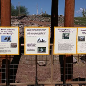 vulture awareness day