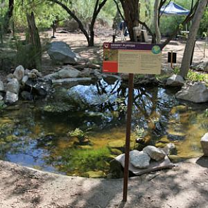 desert pupfish exhibit