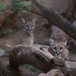 two pumas