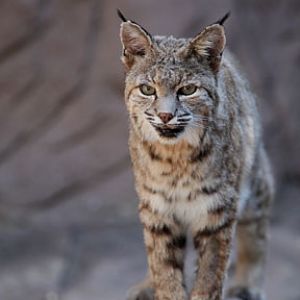bobcat
