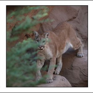 puma prowling (from right to left)