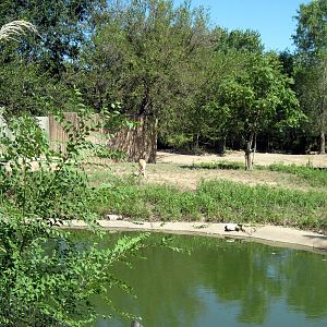 African Veldt-Abyssinian Ground Hornbill/Slender-horned Gazelle Exhibit