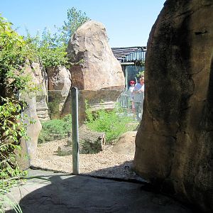 Pride of the Plains-Meerkat Exhibit