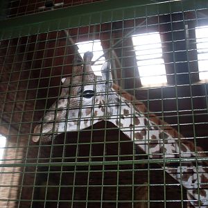 Chester's new Giraffe - Faida