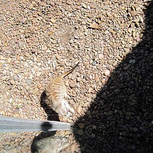 Pride of the Plains-Meerkat