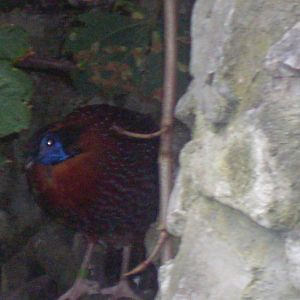 Termminck's Tragopan