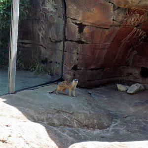 Pride of the Plains-Meerkat