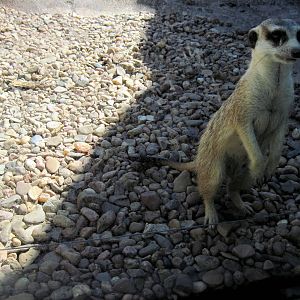 Pride of the Plains-Meerkat