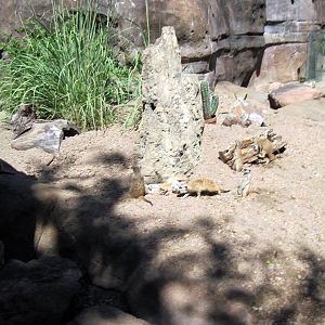 Pride of the Plains-Meerkats