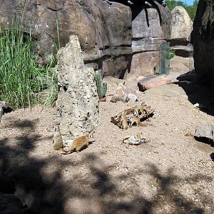 Pride of the Plains-Meerkats