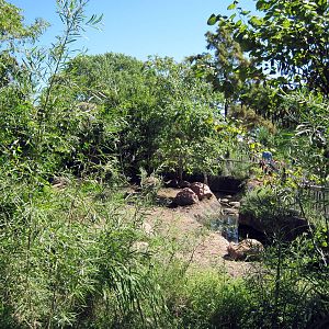 Pride of the Plains-Red River Hog Exhibit