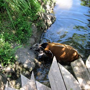 Pride of the Plains-Red River Hog