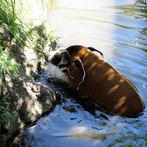 Pride of the Plains-Red River Hog